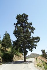 Kurz hinter Thérissos wächst ein Baum aus der Strasse
